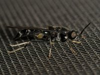 Wasp.jpg
