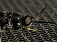 Wasp2.jpg
