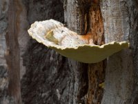 Fungus.jpg