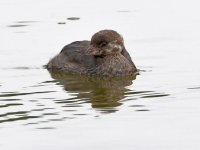 Grebe.jpg