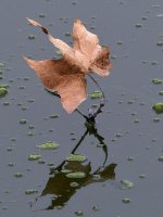 Leaf.jpg