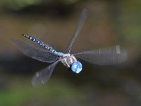 Dragonfly.jpg