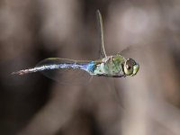 Dragonfly5.jpg