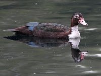 Duck.jpg