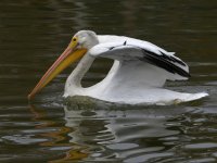 Pelican.jpg