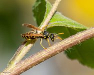 Wasp-411.jpg