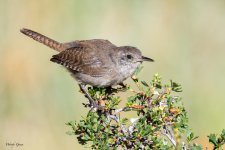 HouseWren-411.jpg