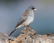 Junco-411.jpg
