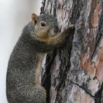 Squirrel.jpg