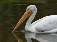 Pelican.jpg