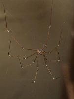 Spider.jpg