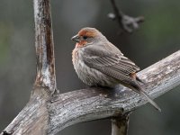 Finch2.jpg