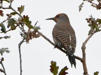 Flicker2.jpg