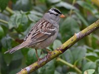 Sparrow.jpg