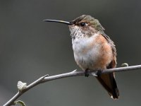 Hummer2.jpg