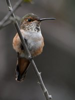 Hummer3.jpg