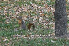 Z50_0081R_Sh_cr.jpg