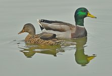 Z50_0061R_LSh.jpg