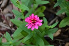 Z50_0164R_sm.jpg