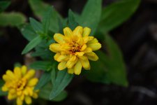 Z50_0168R_sm.jpg
