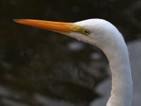 Egret2.jpg