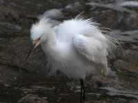 Egret3.jpg