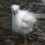 Egret4.jpg