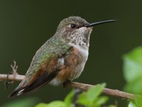 Hummer9.jpg