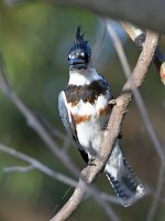 Kingfisher.jpg