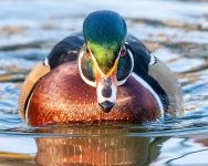 WoodDuckHeadOnSmall-412.jpg