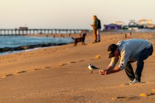 Photog on beach with gull (2 of 2).jpg