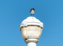 Gull Butt (1 of 1).jpg