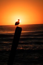 Sunrise Gull on Post 1 (1 of 1).jpg