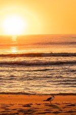 Sunrise Gull on Beach (1 of 1).jpg