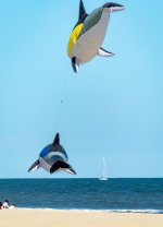 Orca Balloons from behind (1 of 1).jpg