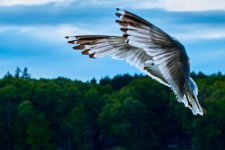 Seagull Hover.jpg