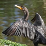 Cormorant3.jpg