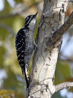 Woodpecker2.jpg