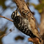Woodpecker13.jpg