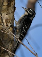 Woodpecker16.jpg