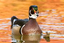 WoodDuckAutumn-412.jpg