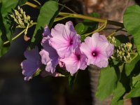 PinkFlower.jpg