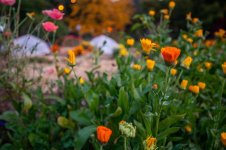 DSC_5201.jpg
