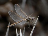 Dragonfly2.jpg