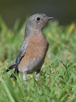 Bluebird2.jpg