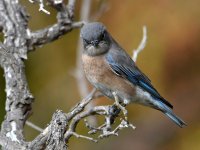 Bluebird3.jpg