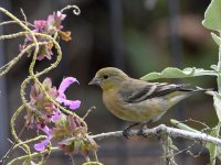 Goldfinch.jpg