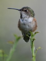 Hummer4.jpg