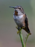 Hummer8.jpg