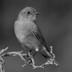 BluebirdBW.jpg